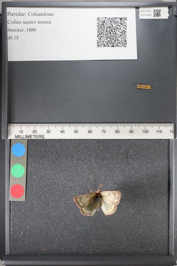 Media type: image;   Entomology 124562